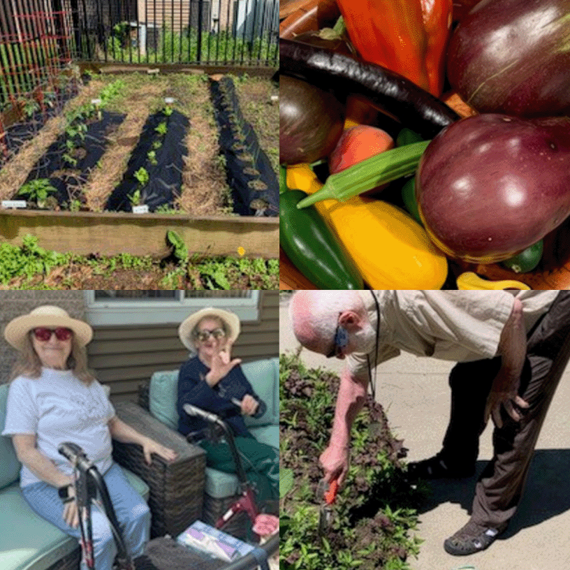 Four photos show a community gardening club: raised garden beds with young plants, a colorful harvest of vegetables including tomatoes, squash, and eggplant, participants seated together outdoors, and a participant tending plants along a walkway.