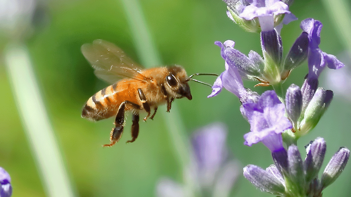 Photograph showing a honeybee in mid-flight approaching purple lavender flowers. The image captures detailed features of the bee, including translucent wings and striped body, with a blurred green background emphasizing the subject.